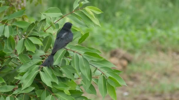 Czarny drongo czyszczenia skrzydło na drzewo — Wideo stockowe