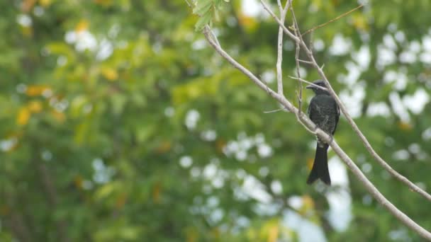 Μαύρο drongo που φέρουν από το κλαδί δέντρου — Αρχείο Βίντεο