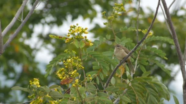 Streep-eared buulbuuls rustend op de boom — Stockvideo