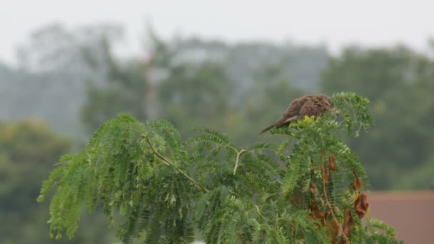 Hrdlička kropenatá odpočívá na stromě — Stock video