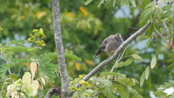 Gemeenschappelijke myna schoon zijn snavel met boomtak — Stockvideo