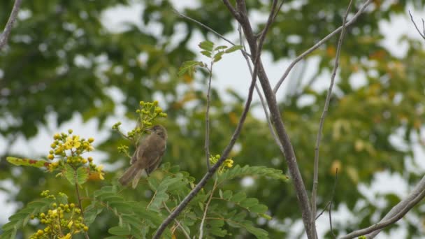 Bulbul de orelhas listradas descansando na árvore — Vídeo de Stock