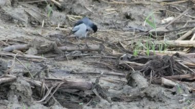 Beyaz kendisi temizlik kuyruksallayan