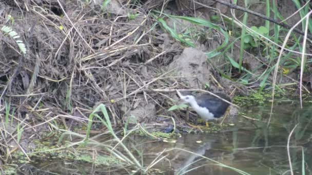 Pecho blanco Waterhen en busca de comida a lo largo de la orilla — Vídeos de Stock