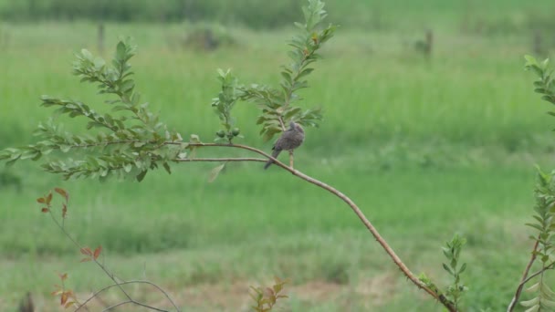 Пятнистый голубь на гуаве — стоковое видео