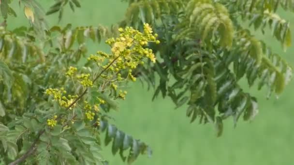 Fleur de cassia avec vent — Video