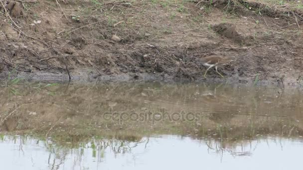 Κίτρινο bittern περπάτημα κατά μήκος της ακτής της λίμνης — Αρχείο Βίντεο