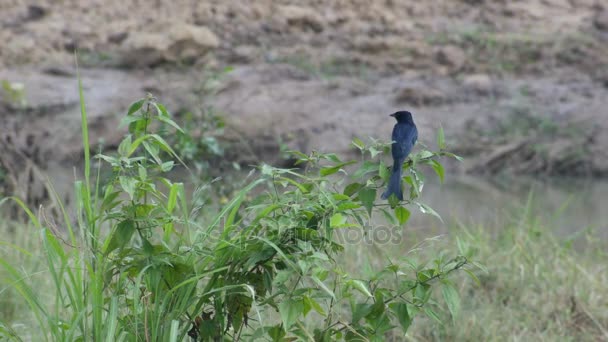 オウチュウ鳥は茂みで休んでいます。 — ストック動画