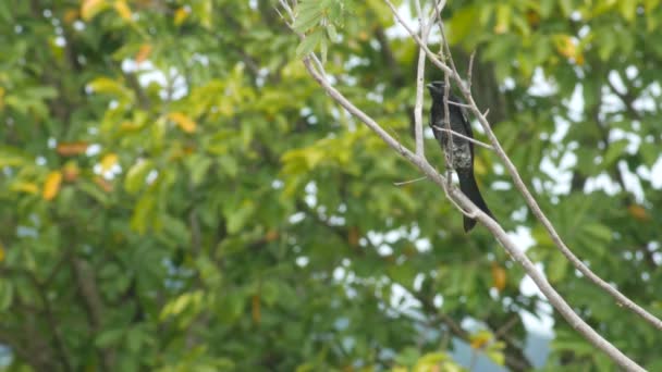 Drongo noir avec libellule autour — Video