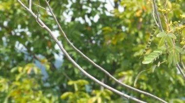 Kara çaylak herif uçan ve aynı konuma yeniden dönen