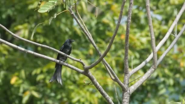 Ptak drongo czarny skoki na drzewie — Wideo stockowe