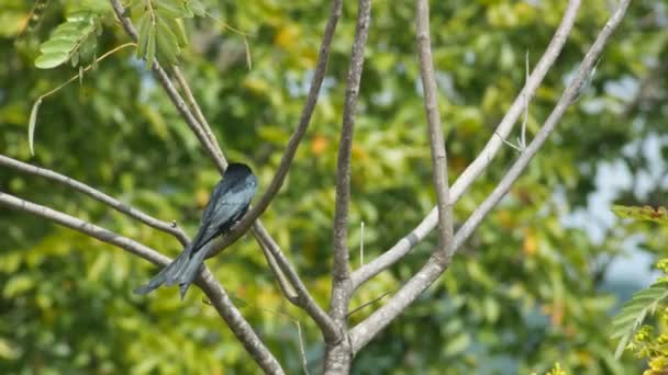 Черный Дронго озвучивает голос на дереве — стоковое видео