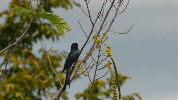 Svart drongo flyger iväg — Stockvideo