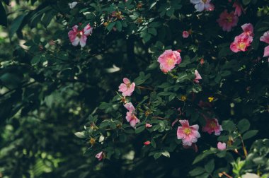 Vishera nehrinin kıyısında yaban gülü, Urallar.