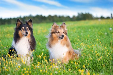 Çayırda Shetland sheepdogs. Seçici odak.