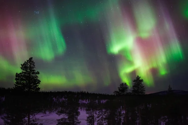 Kuzey ışıkları canlı görüntüsünü Lapland boreal orman yukarıda. yüksek ISO 1000 ile 10 sn pozlama. Makul ses seviyelerinde gürültü.