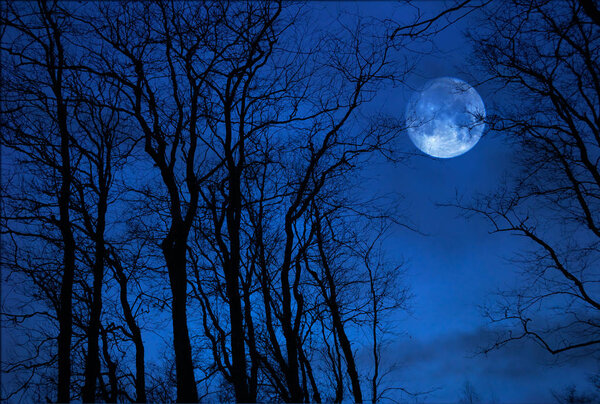 Full moon behind alder trees. Twilight shot.