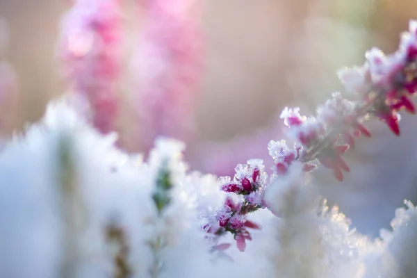 Yaygın fundalık çiçekleri