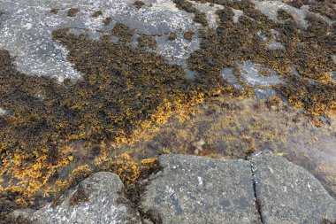 Kayalık kıyılarda büyüyen ve düşük seviyelerde görülebilen bir deniz yosunu. 
