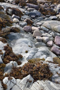 Kayalık kıyılarda büyüyen ve düşük seviyelerde görülebilen bir deniz yosunu. 