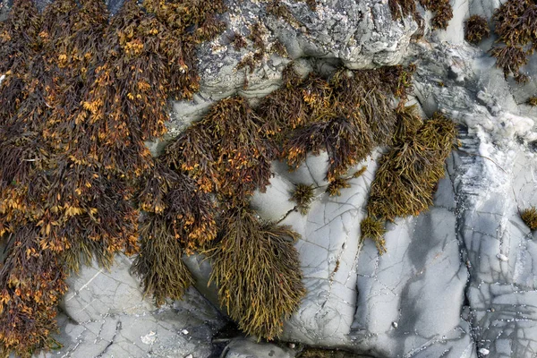 Blasentang-Algen wachsen an felsigen Ufern und sind bei niedrigen Temperaturen sichtbar — Stockfoto