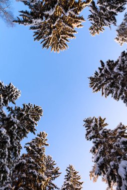 Kış ormanı, uzun ladin ağaçları (Picea abileri) karla kaplı