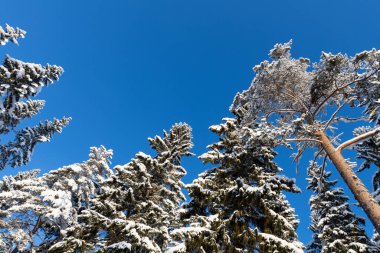 Kış ormanı, uzun ladin ve karla kaplı çam ağaçları.
