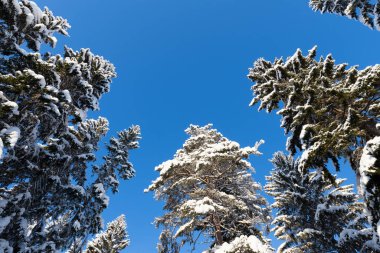 Kış ormanı, uzun ladin ve karla kaplı çam ağaçları.