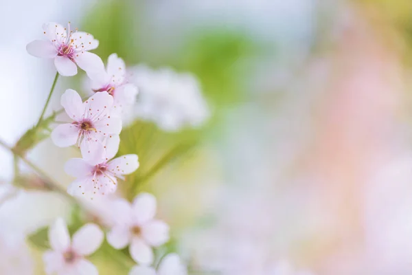Цвітіння вишні у весняний сад — стокове фото