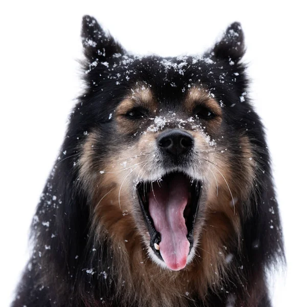 Finn Lapphund hóesésben és üvöltésben — Stock Fotó