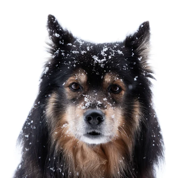 Finn Lapphund hóesésben és a kamerába néz — Stock Fotó