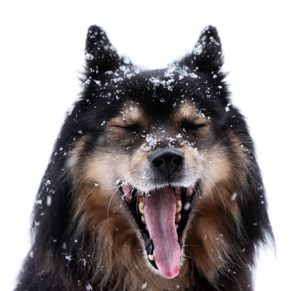 Fiński Lapphund w śniegu i ziewanie — Zdjęcie stockowe