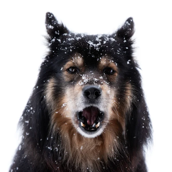 Lapphund finlandês em queda de neve e uivando — Fotografia de Stock