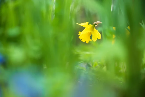 Narcisos amarillos, primavera en el jardín . —  Fotos de Stock