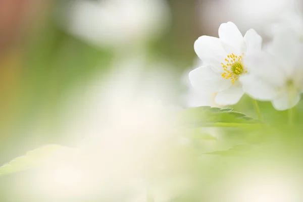 Wood anemones, white spring flowers in the forest — Stock Photo, Image