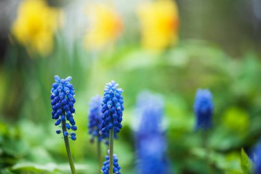 Üzümlü sümbül çiçekleri, baharda bahçede