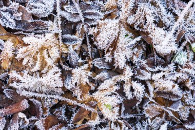 Yapraklar ve çimenler üzerindeki buz kristalleri, donmuş toprak.