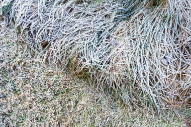 Yapraklar ve çimenler üzerindeki buz kristalleri, donmuş toprak.