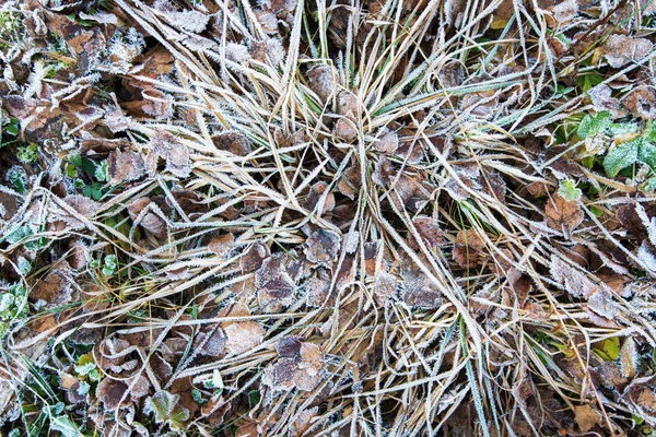 Eiskristalle auf Blättern und Gräsern, mattierter Boden — Stockfoto