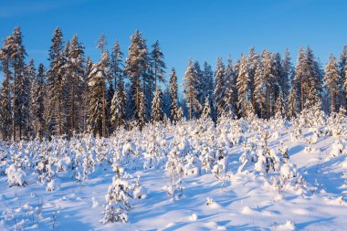 Kışın karla kaplı berrak orman