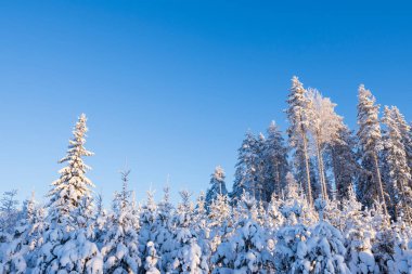Kış ormanı karla kaplı
