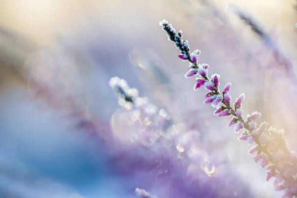 Winter background with frosted heather flowers — Stock Photo, Image