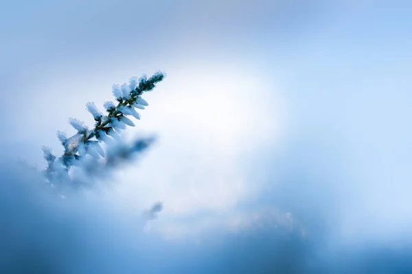 Winter background with frosted heather flowers — 스톡 사진