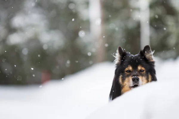 Finn Lapphund hóesésben, téli táj — Stock Fotó