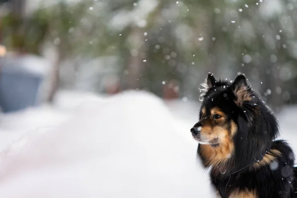 Finska Lapphund i snöfall, vinterlandskap — Stockfoto