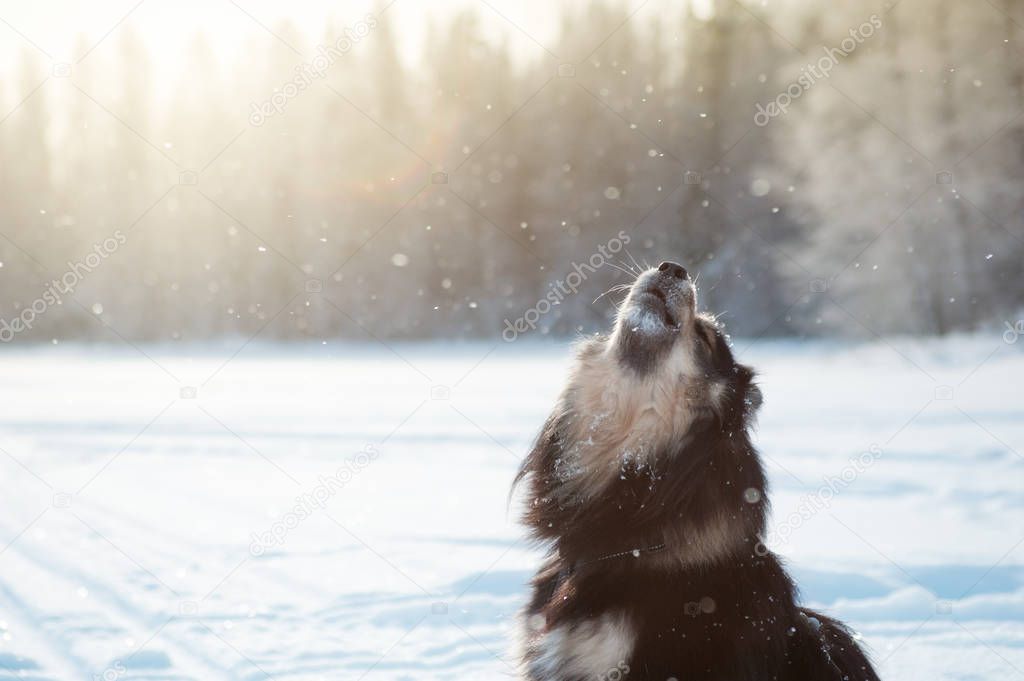 Finnish Lapphund on sitting on a frozen lake ice and howling