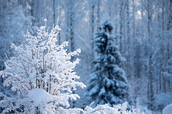 Arbusto cubierto de nieve, Amelanchier laevis, en el paisaje de invierno —  Fotos de Stock