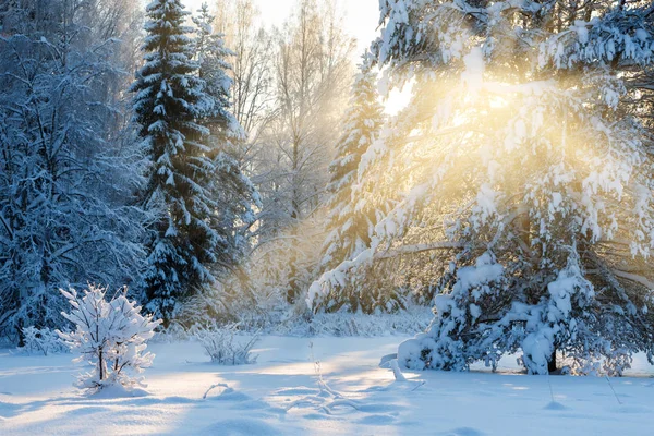 晴れた日の冬の風景、新鮮な雪で覆われた木々. — ストック写真