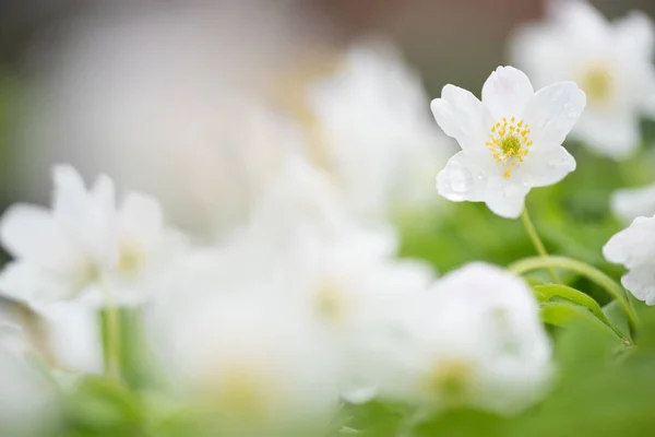 Wood anemones, white spring flowers in the forest — Stock Photo, Image