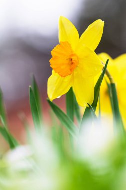 Sarı nergisler, bahçede bahar çiçekleri.